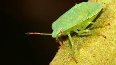 Grüne Stinkwanze_4.jpg